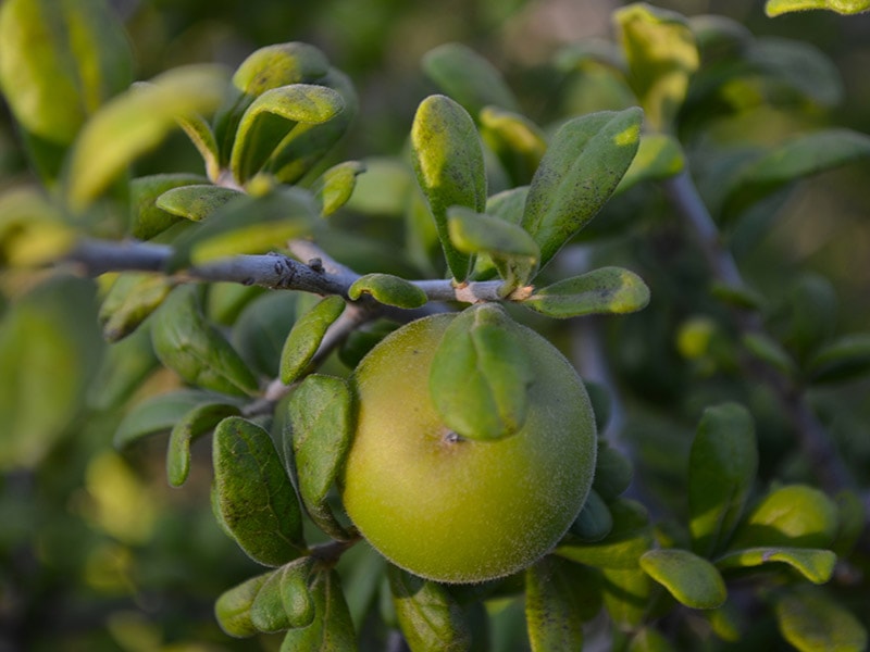 Texas Persimmon