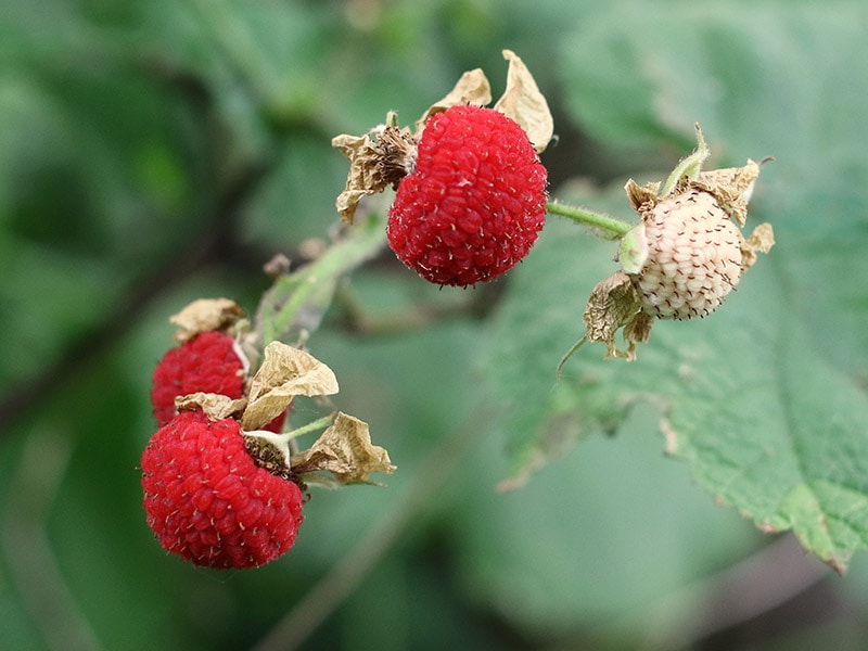 Thimbleberry Is Downright Delicious