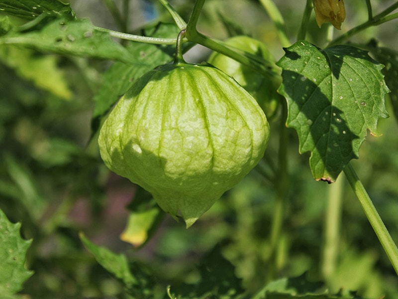 Tomatillo Is A Very Special Fruit