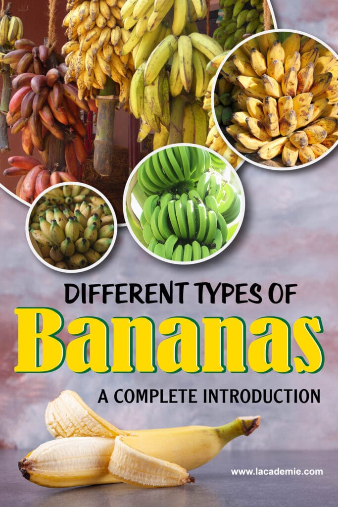 Types Of Bananas