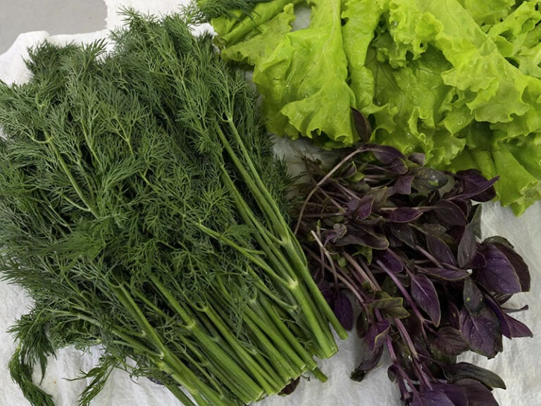 Top Methods for Storing Fresh Dill at Home 2024