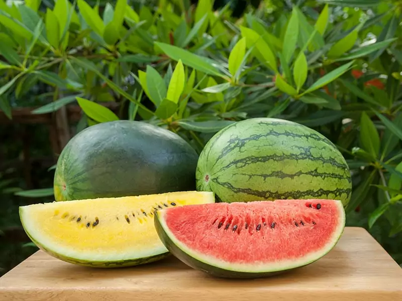 Watermelon Fruit