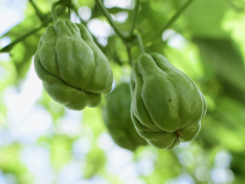 Well Known Haitian Fruits