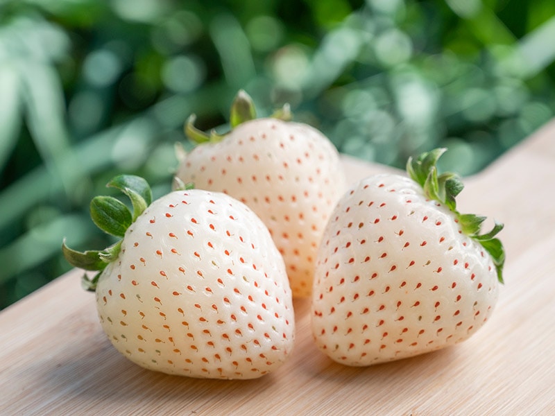 White Strawberries Chile