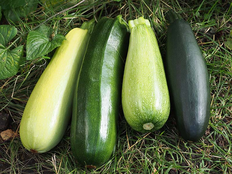 Zucchini A Gift Of Nature