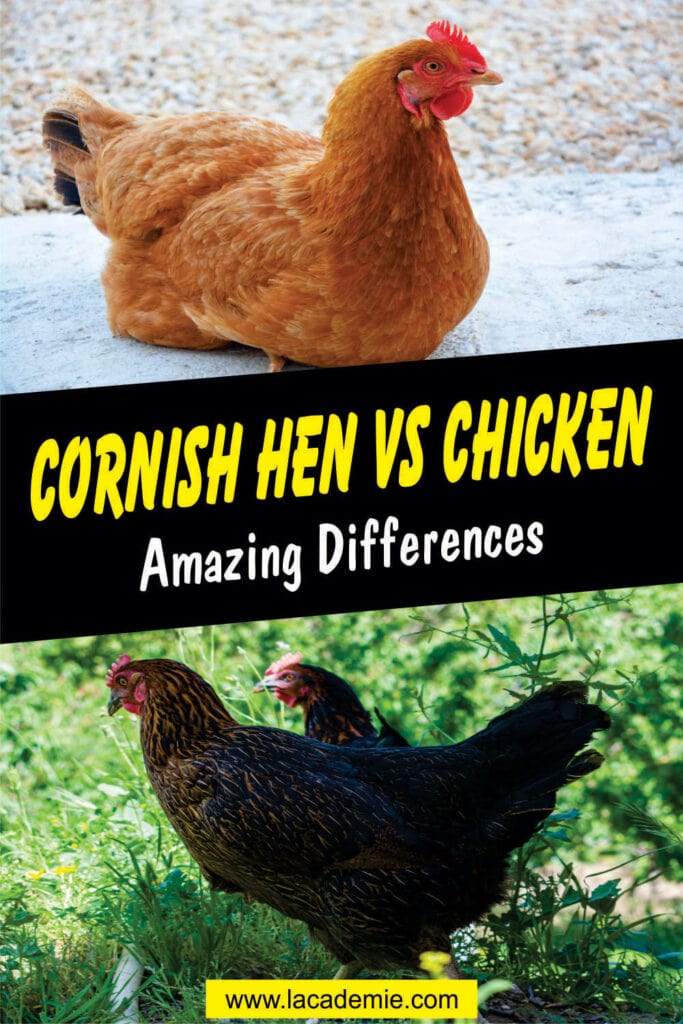 Cornish Hen Vs Chicken