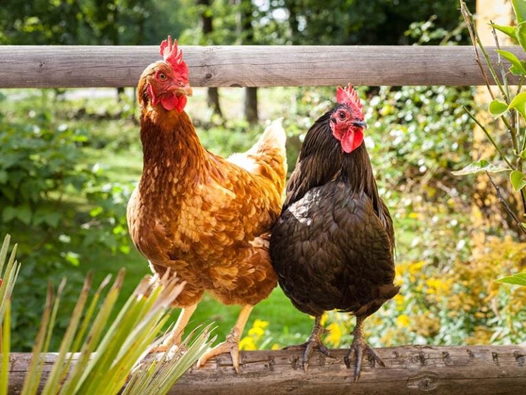 Cornish Hen vs. Chicken Amazing Differences Explained for 2024