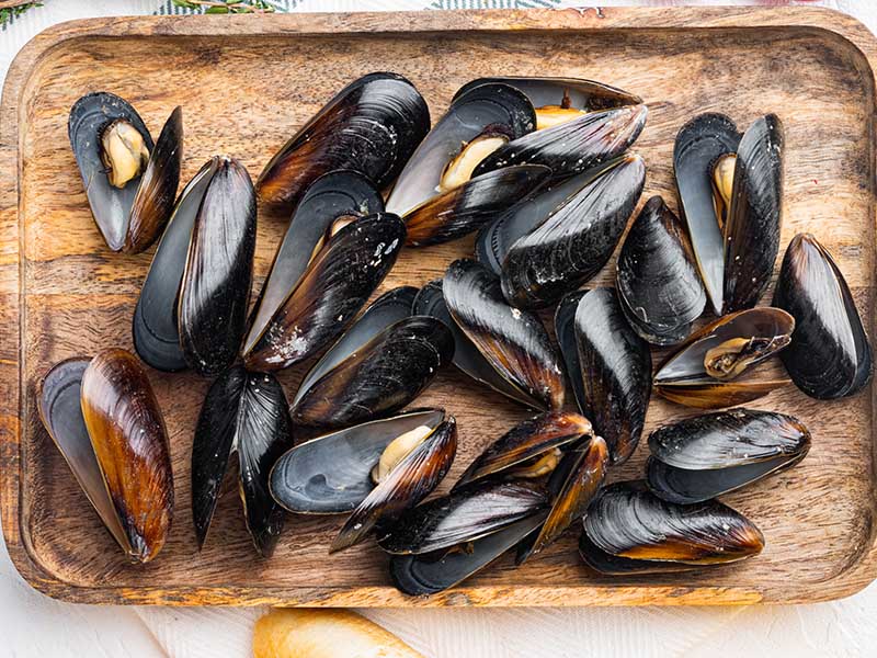 Mussel Seafood