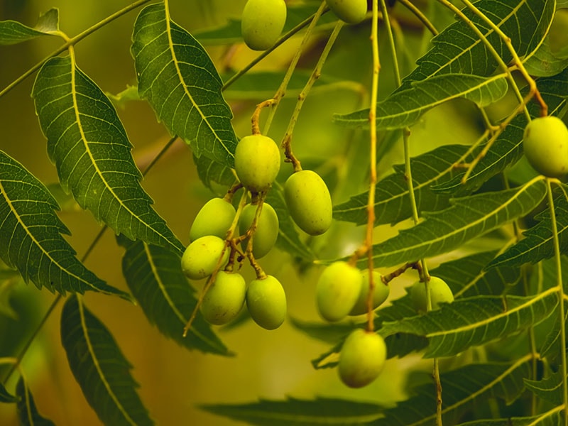 Neem In Toothpaste