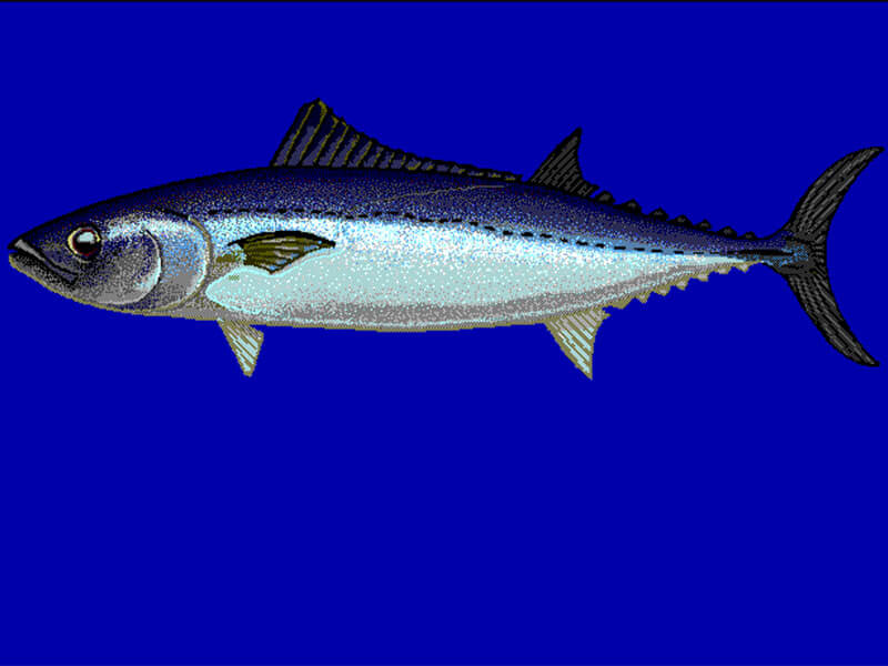 Slender Tuna