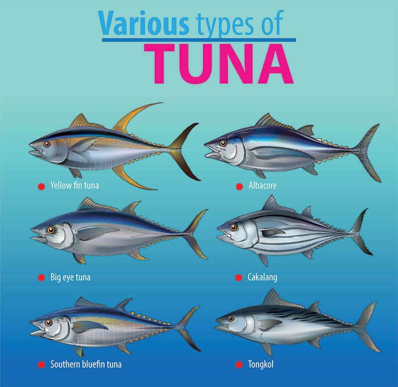 Type Tuna