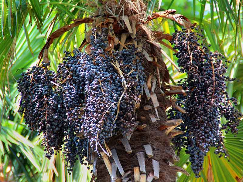 Acai Palm A