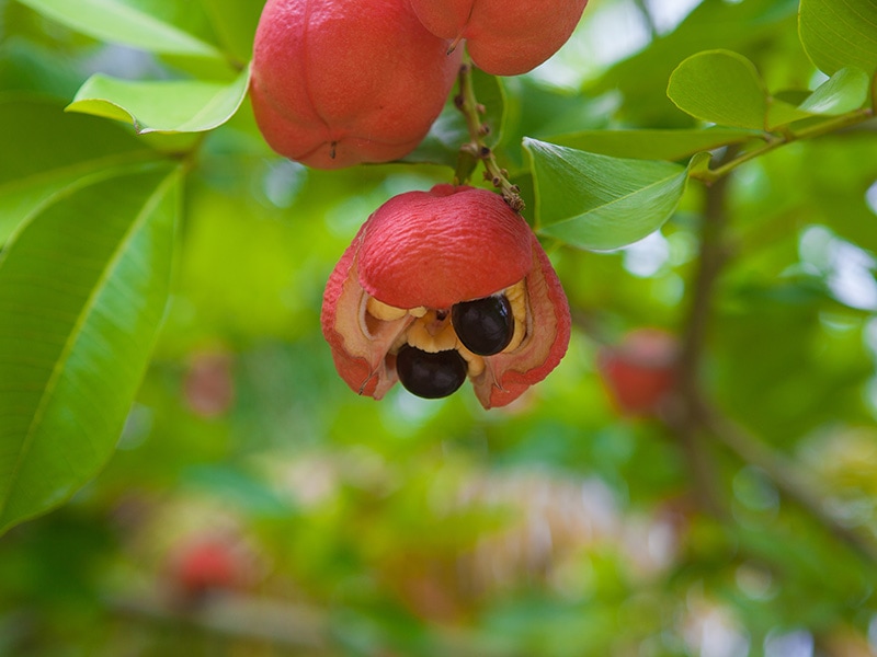Ackee Fruit Red