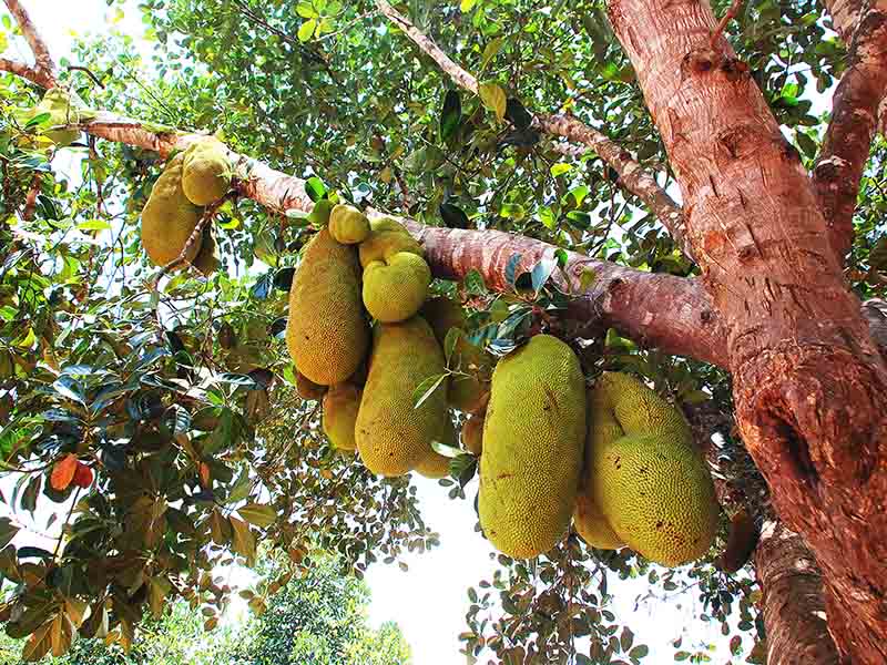 African Breadfruit A