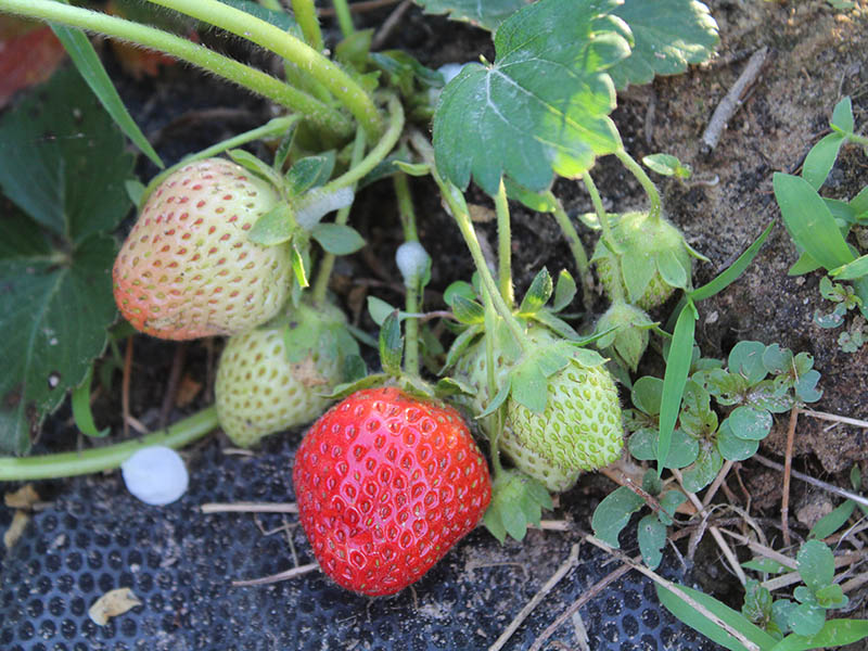 Allstar Strawberries