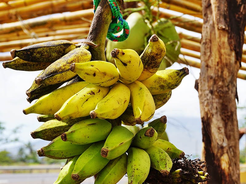 Apple Bananas Farmers