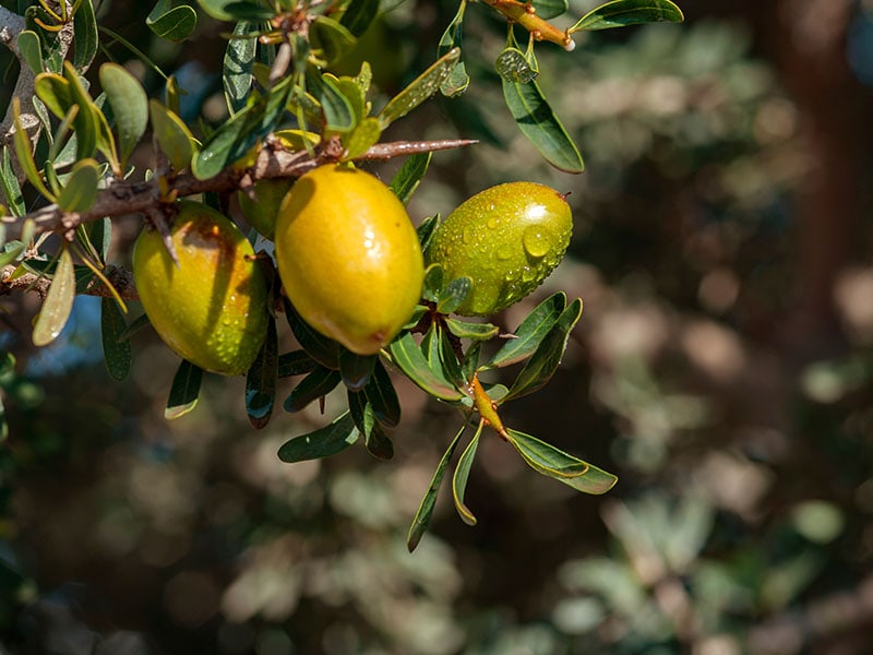 Argan Fruit A