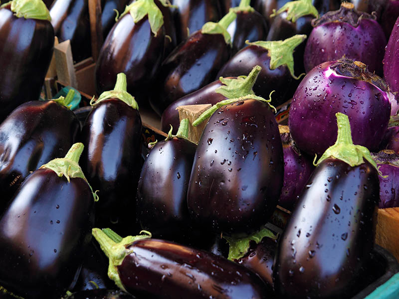 Aubergines Start A