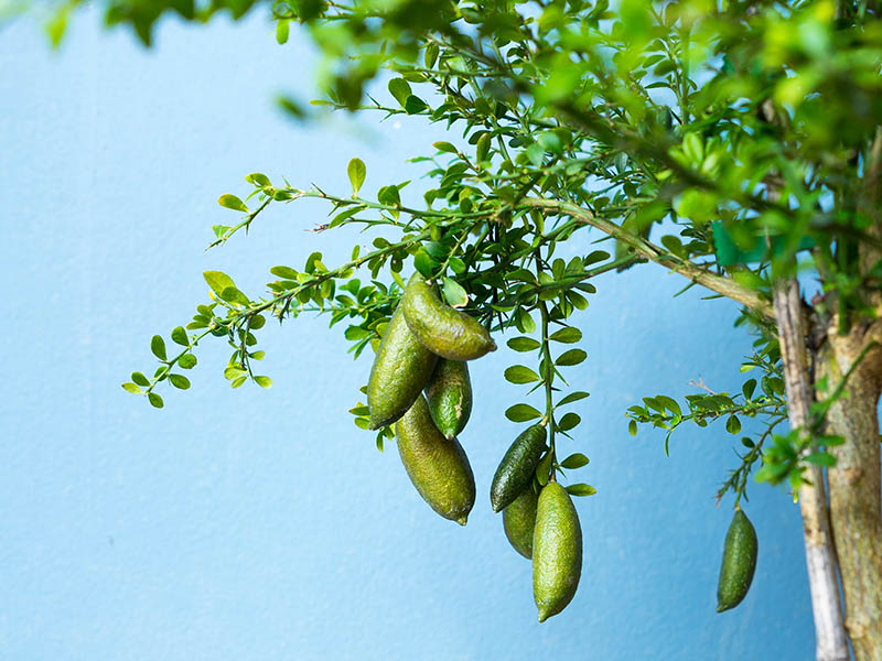 Australian Finger Lime