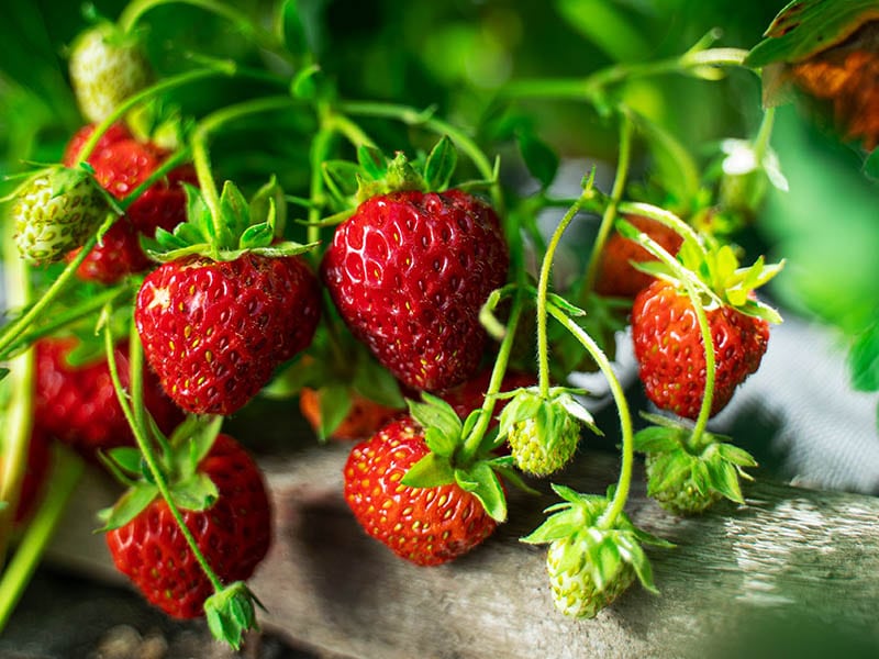 Avoid Chemically Strawberries