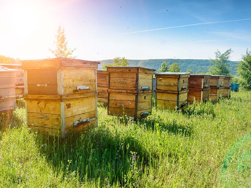 Beehives Far Away