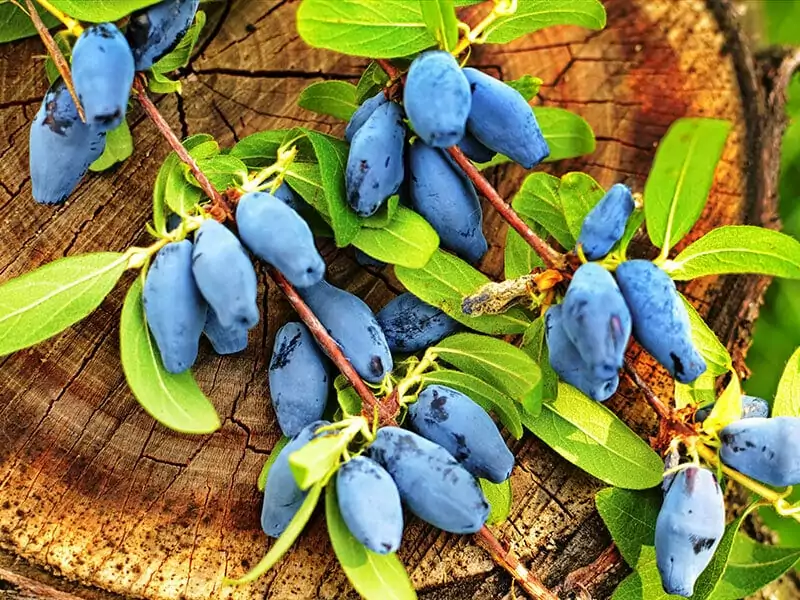 Berries Bush