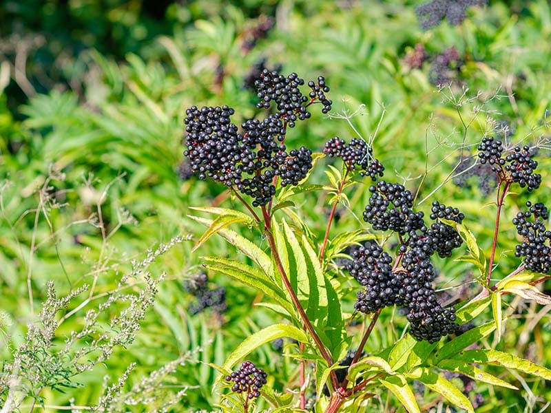 Black Elderberries