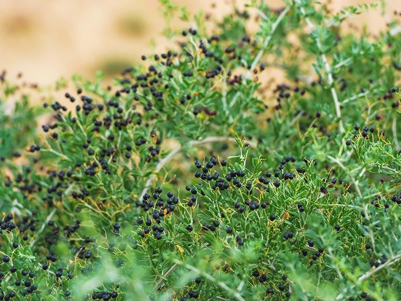 Black Goji Berries