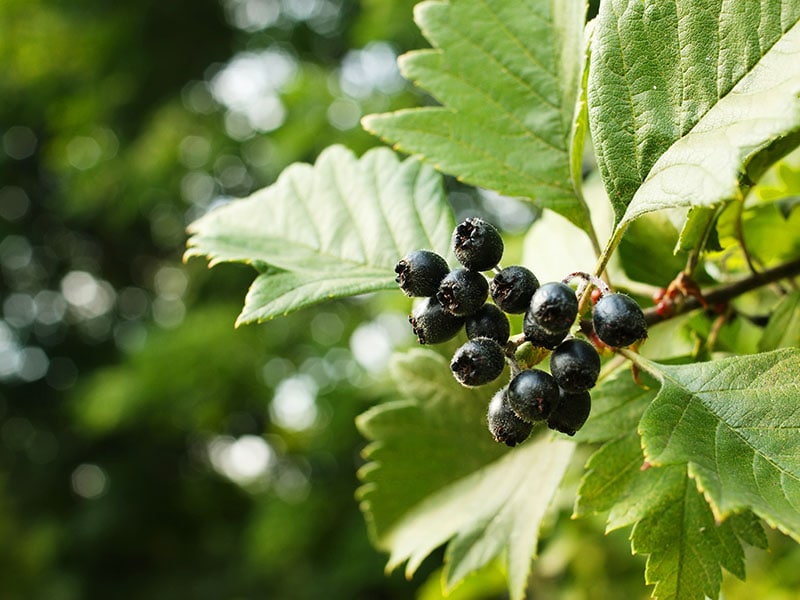 Black Hawthorn Berries