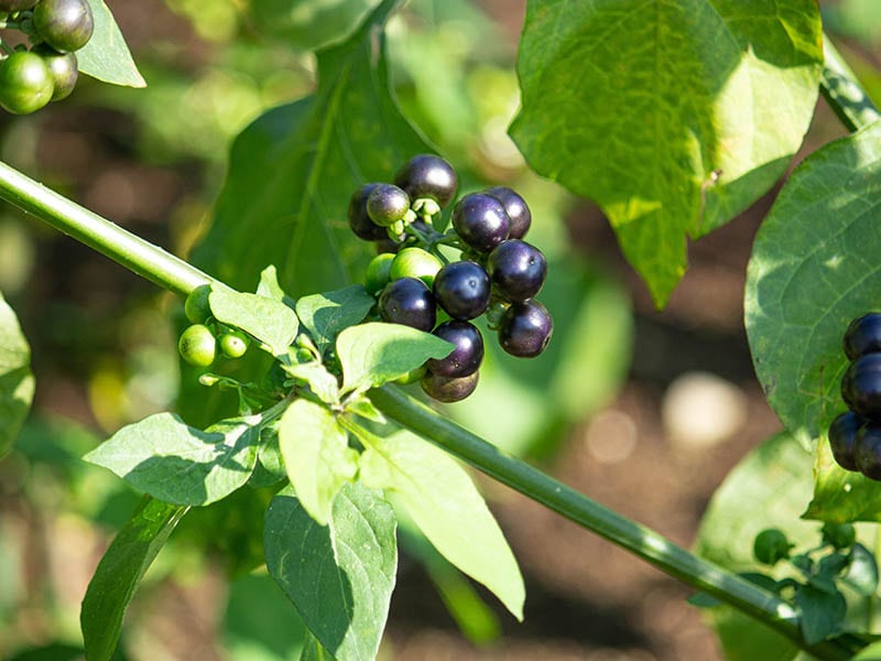 Black Huckleberries