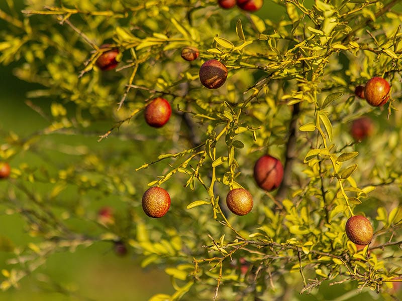 Blood Limes