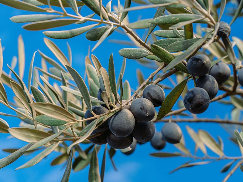 Blue Olive