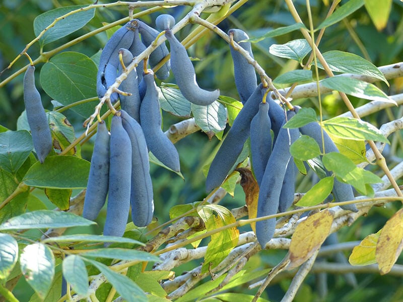 Blue Sausage Fruit