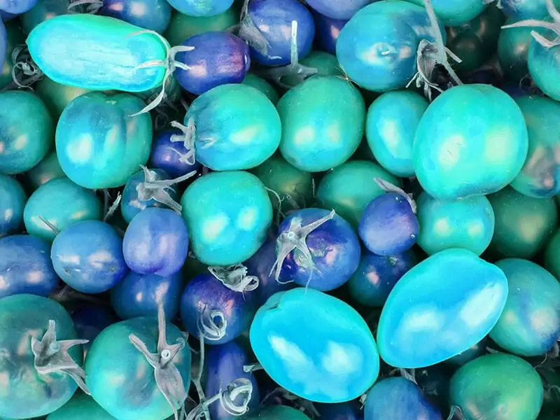 Blue Tomato