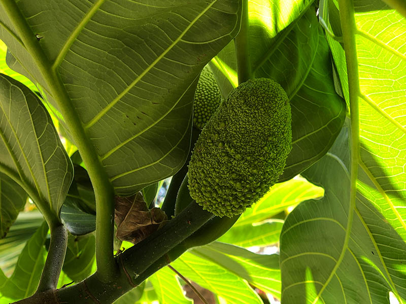 Breadfruit Plant On