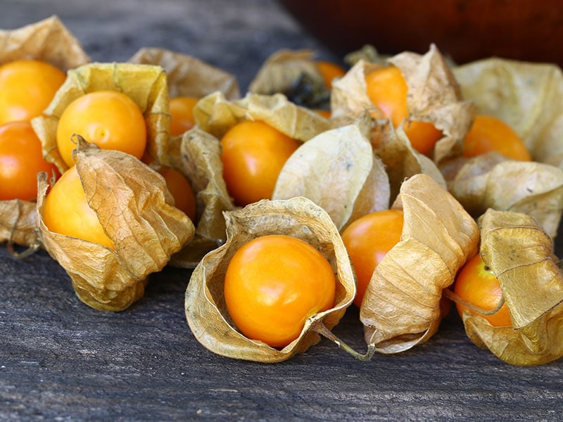 Cape Gooseberry Chinese Lantern