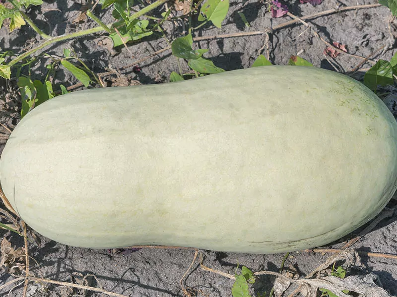 Charleston Gray Watermelon