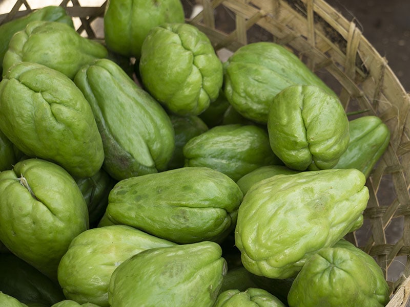 Chayote Squash