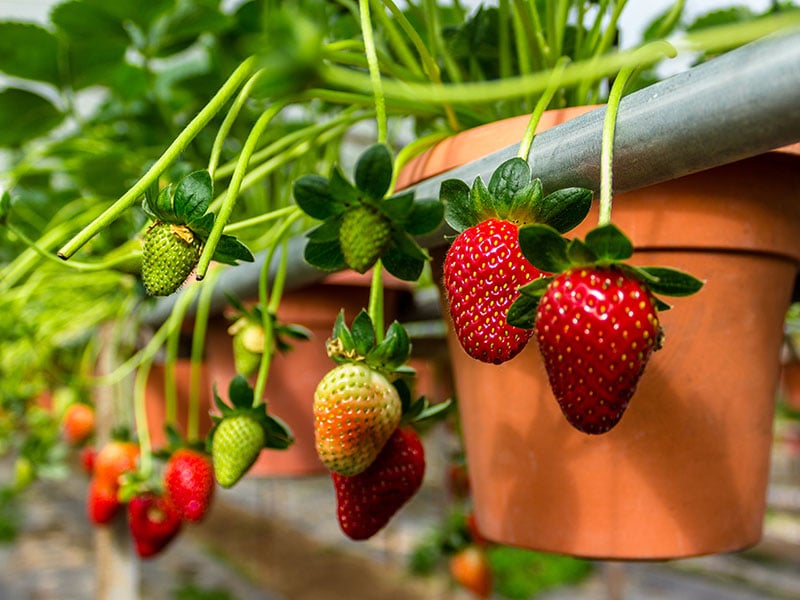 Choosing Soil Strawberry