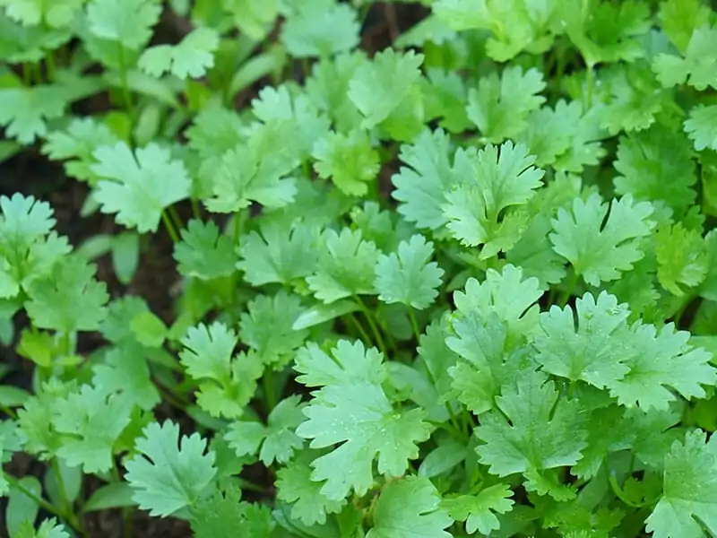 Cilantro Benefits