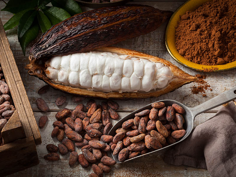 Cocoa Beans Pod Powder
