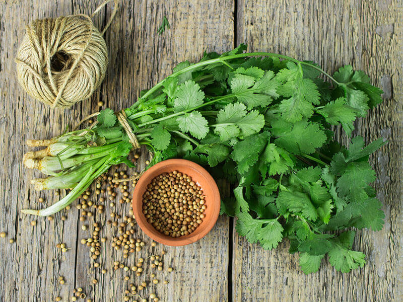 Coriander Leaves