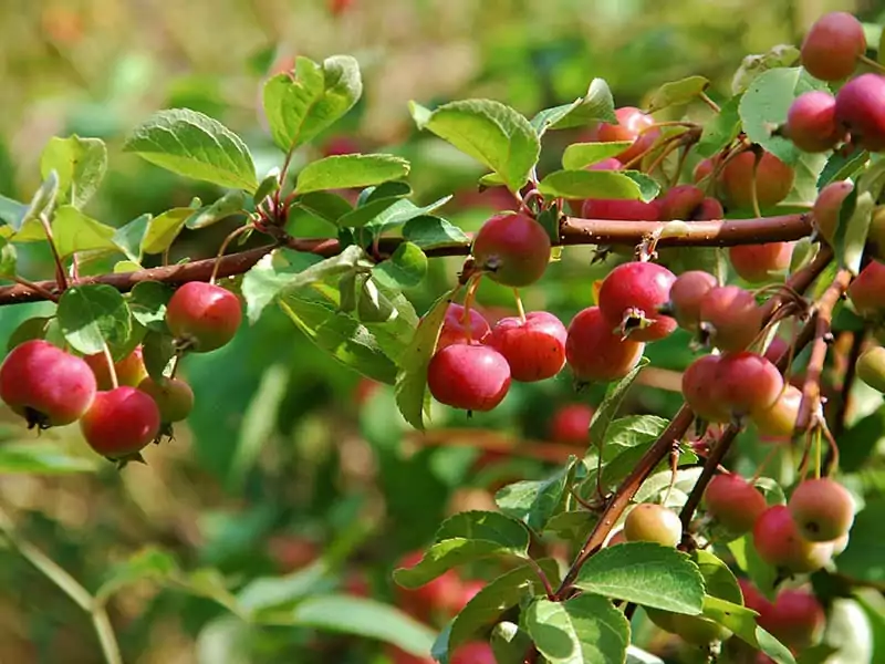 Crabapples Malus Family