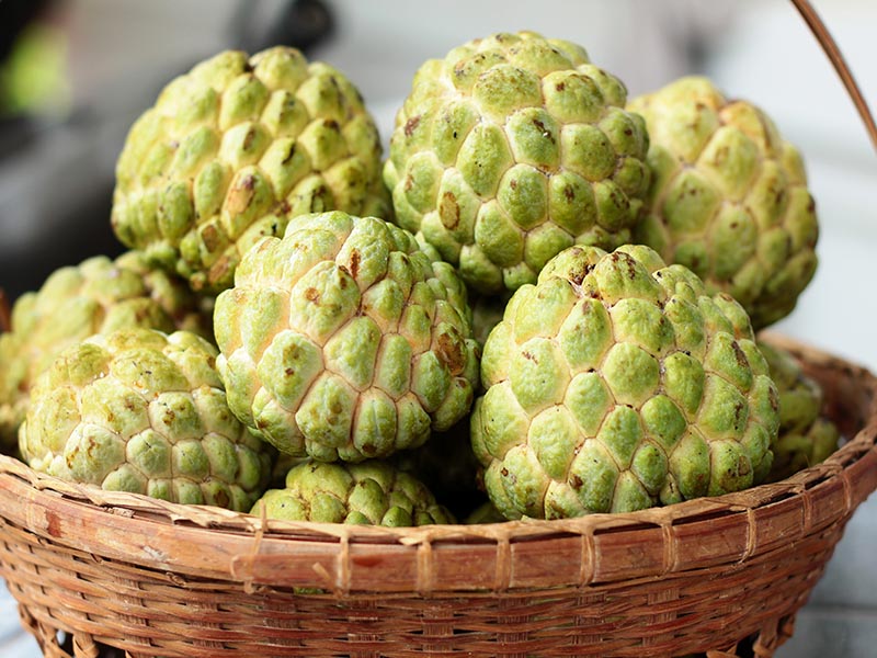 Custard Apple Soft