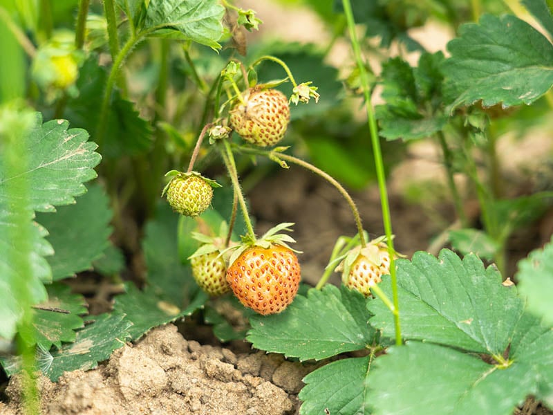 Day Neutral Strawberries