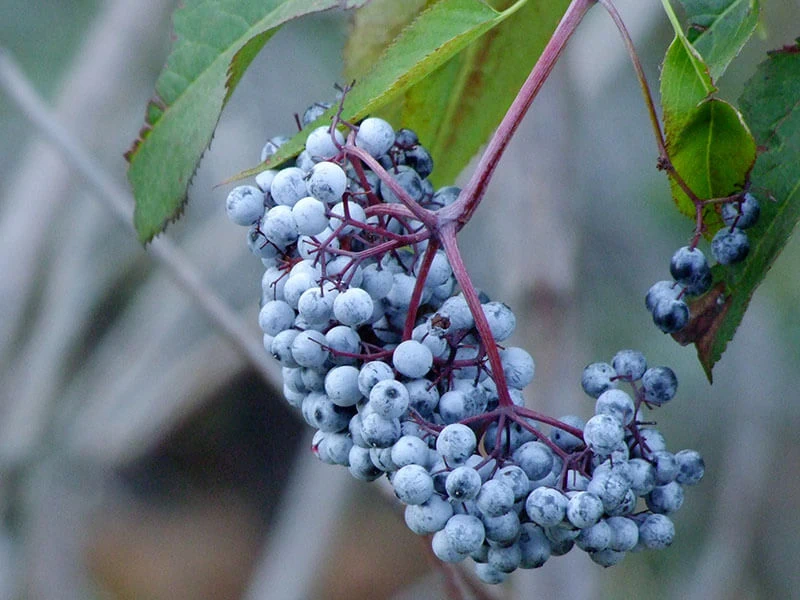 Elderberry Aka