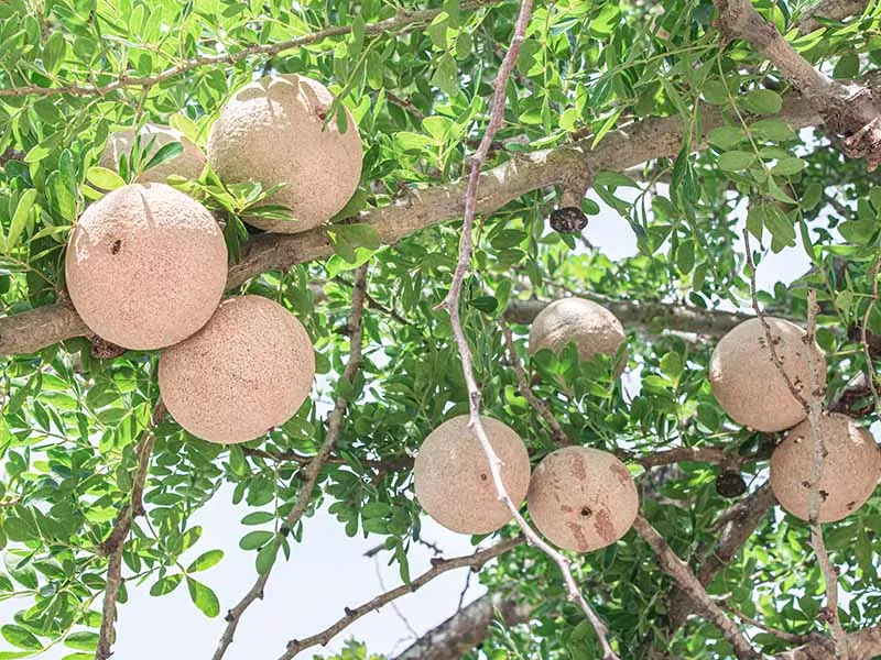 Elephant Apple