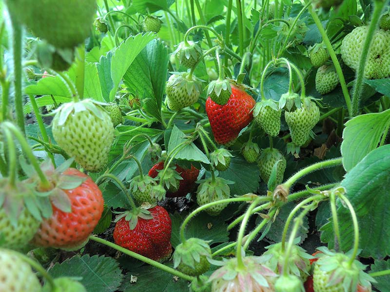 Everbearing Strawberries