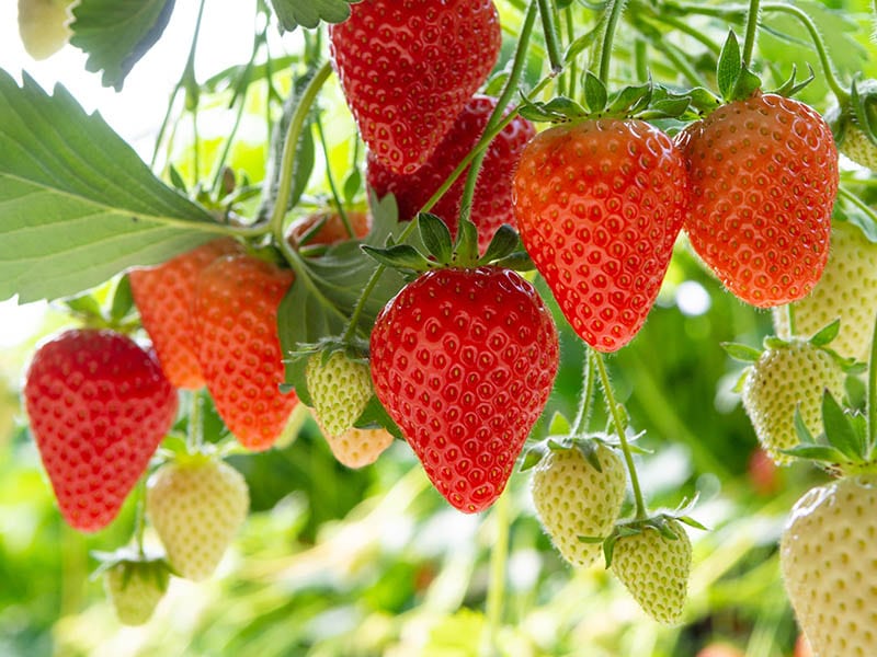 Fresh Juicy Strawberry