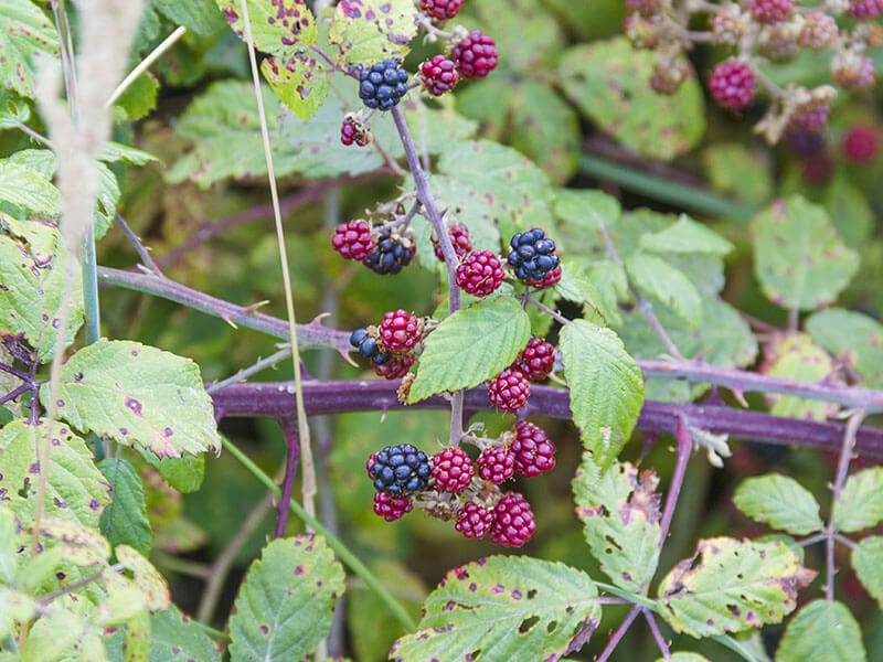 Fruits Zarzamora